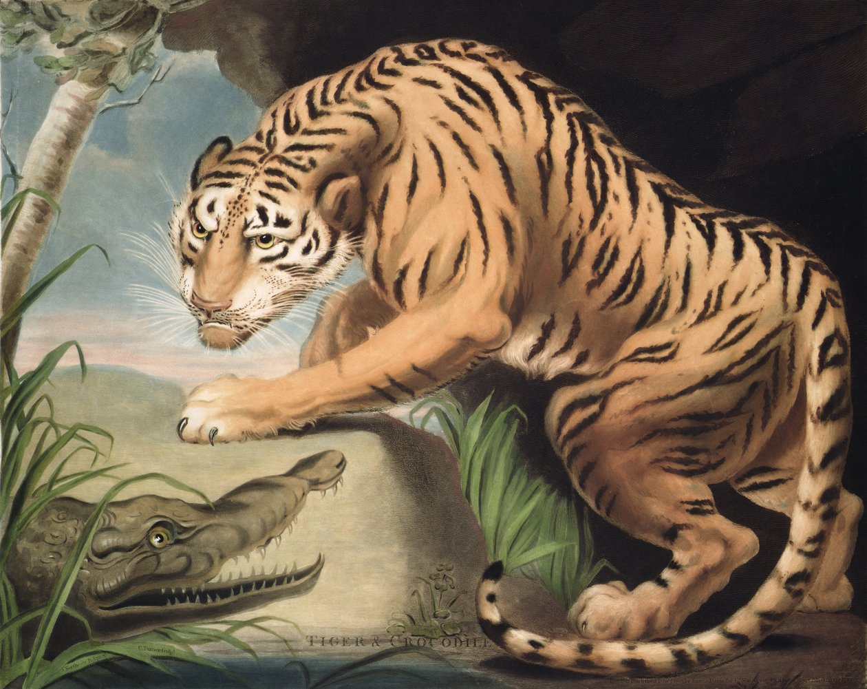 Tiger og krokodille, gravert av Charles Turner (1773-1857), pub. av James Daniell und Co., 1799 (mezzotintgravering) av James Northcote