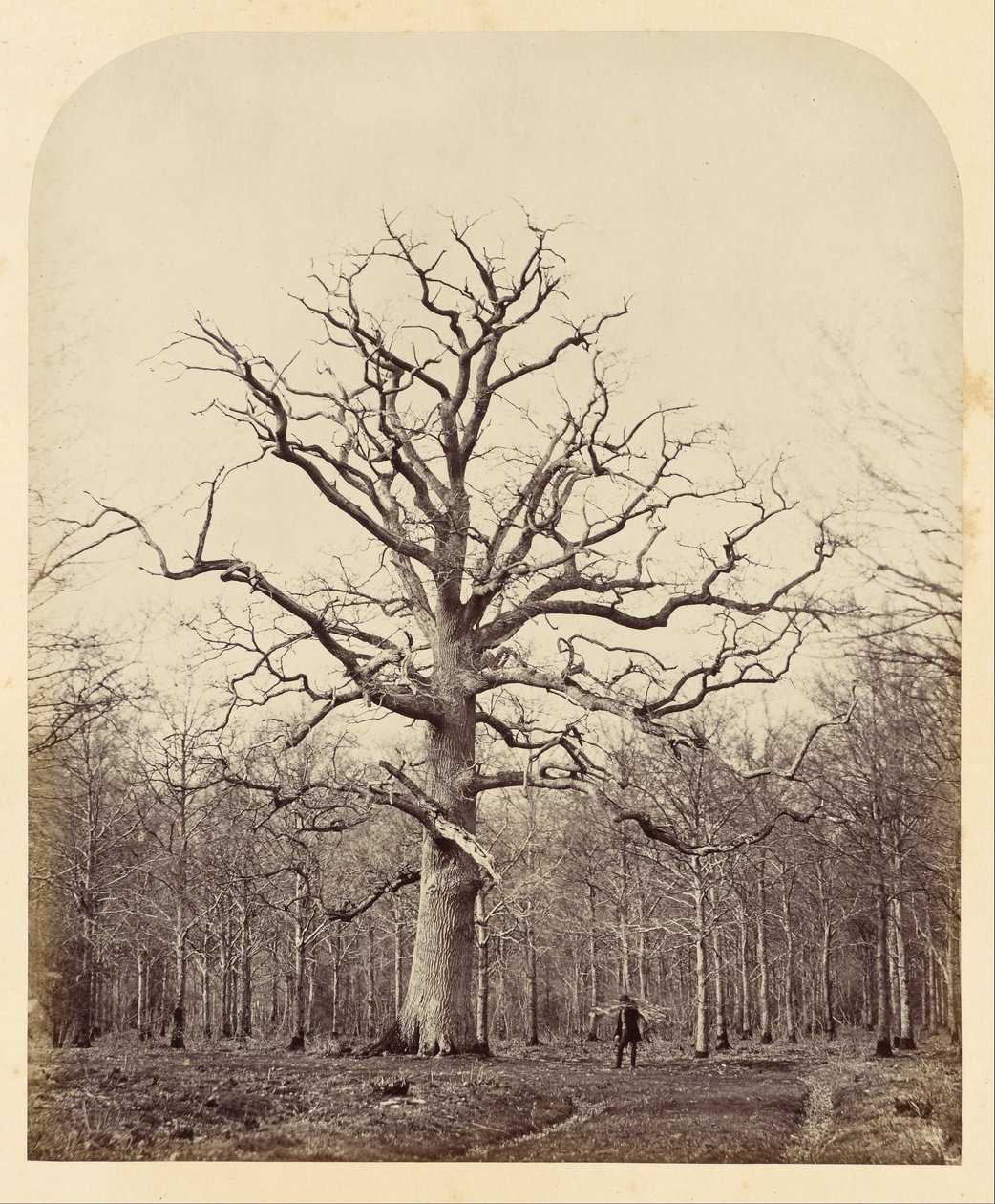 Dronning Annes Oak av James Sinclair