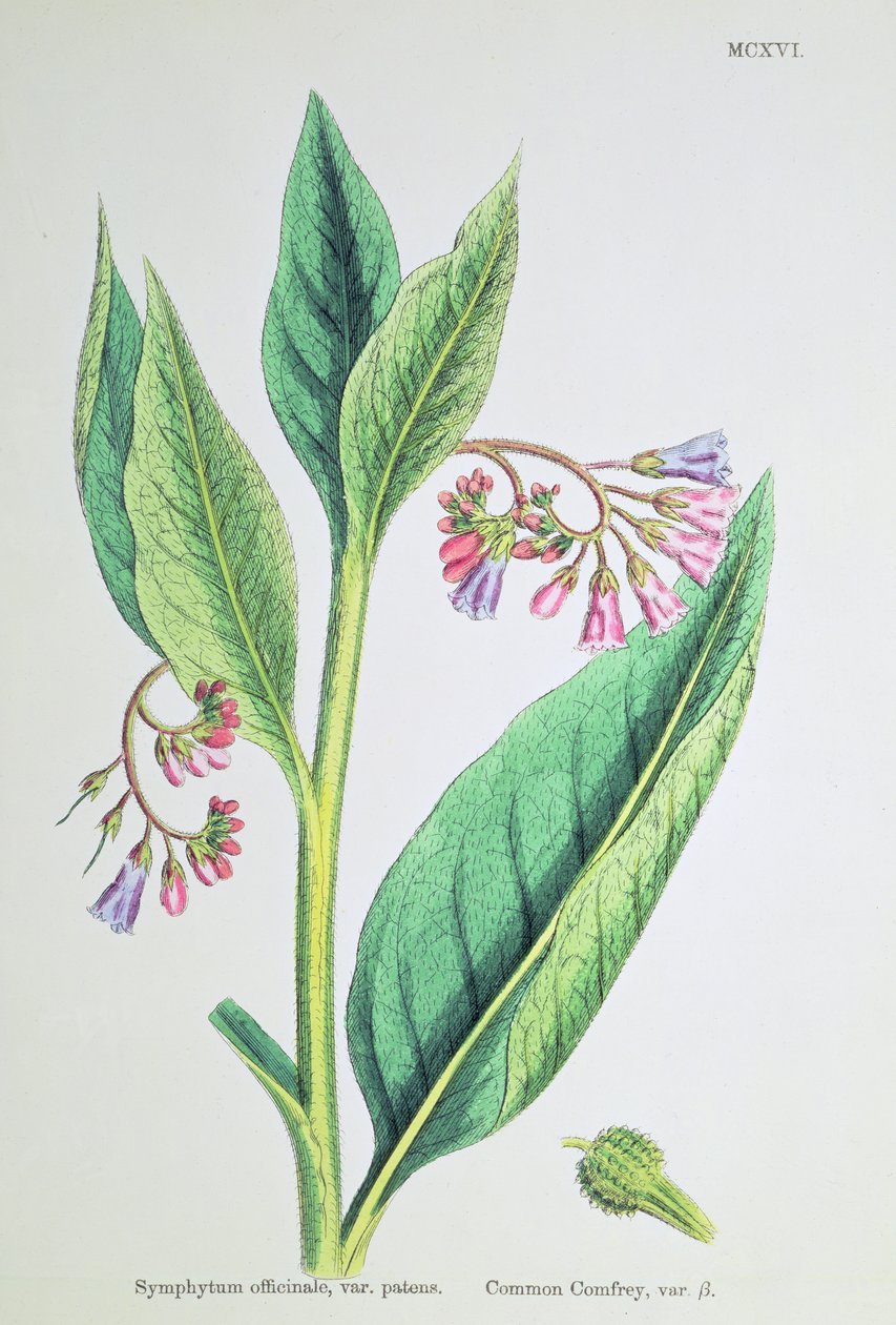 Common Comfrey, plate MCXVI, ca.1800 av James Sowerby