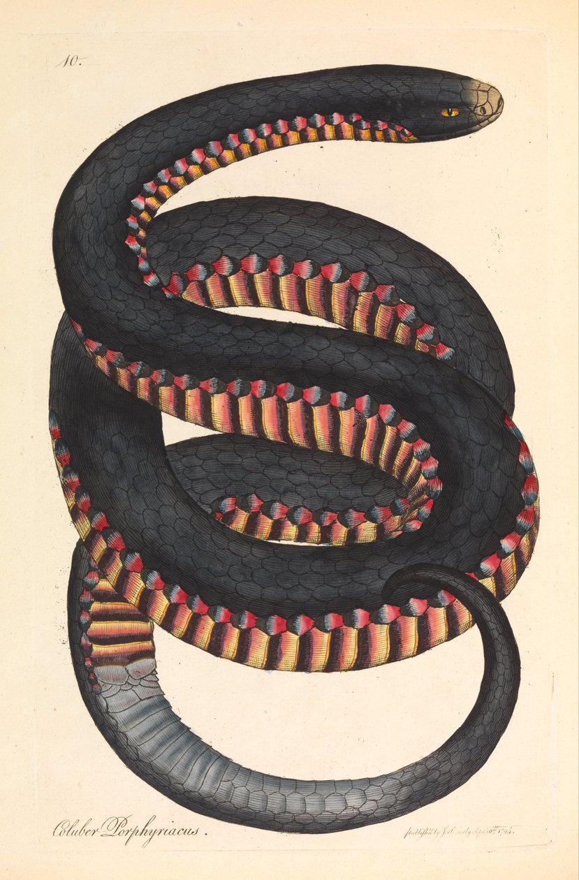 Crimson-sidet slange, Coluber porphyriacus av James Sowerby