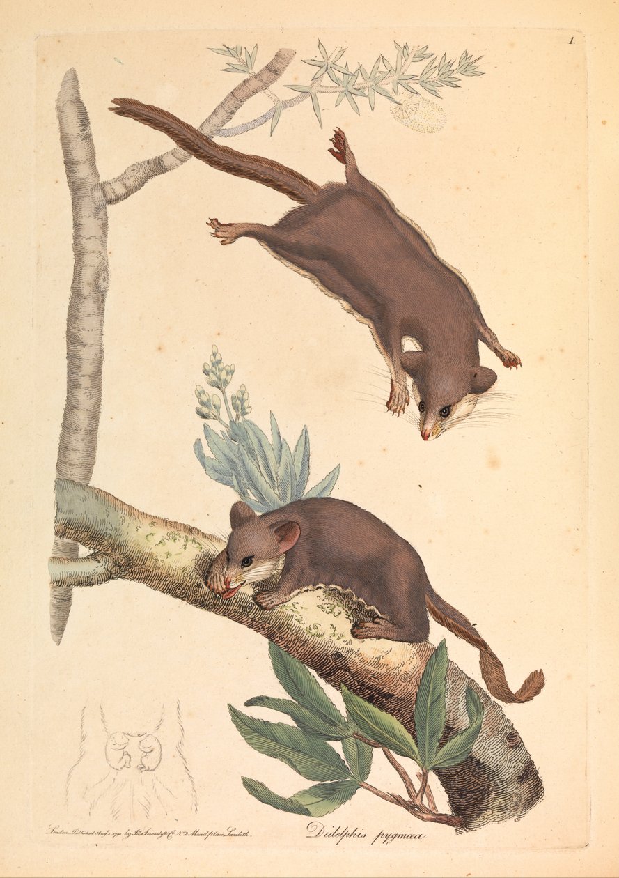 Pygmy Opossum, Didelphis pygmaeus av James Sowerby