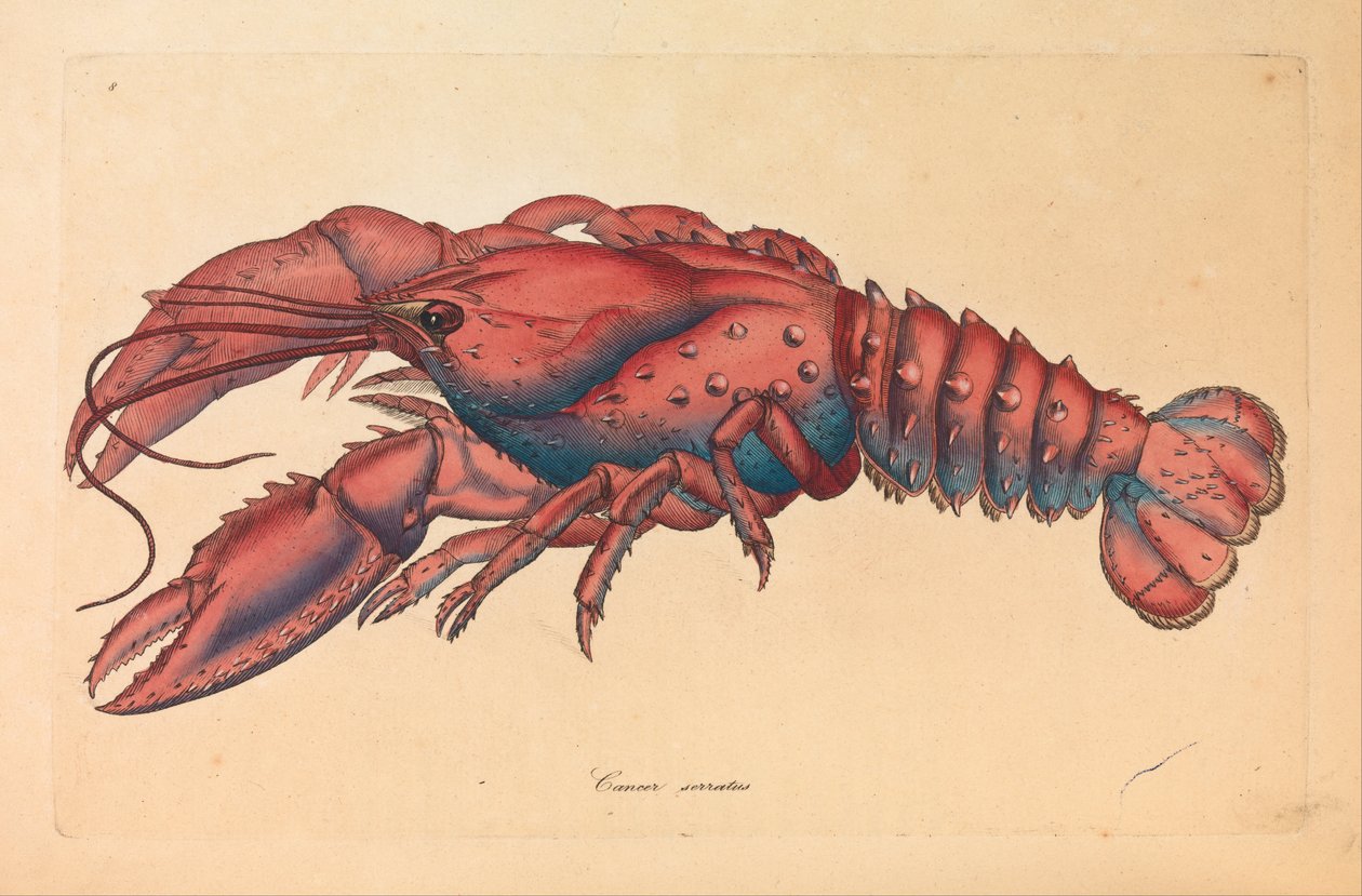 Serrated Hummer, Cancer serratus av James Sowerby