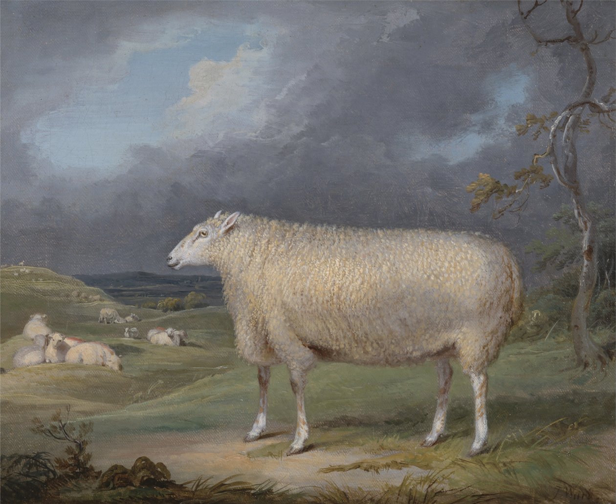 En grense Leicester Ewe av James Ward