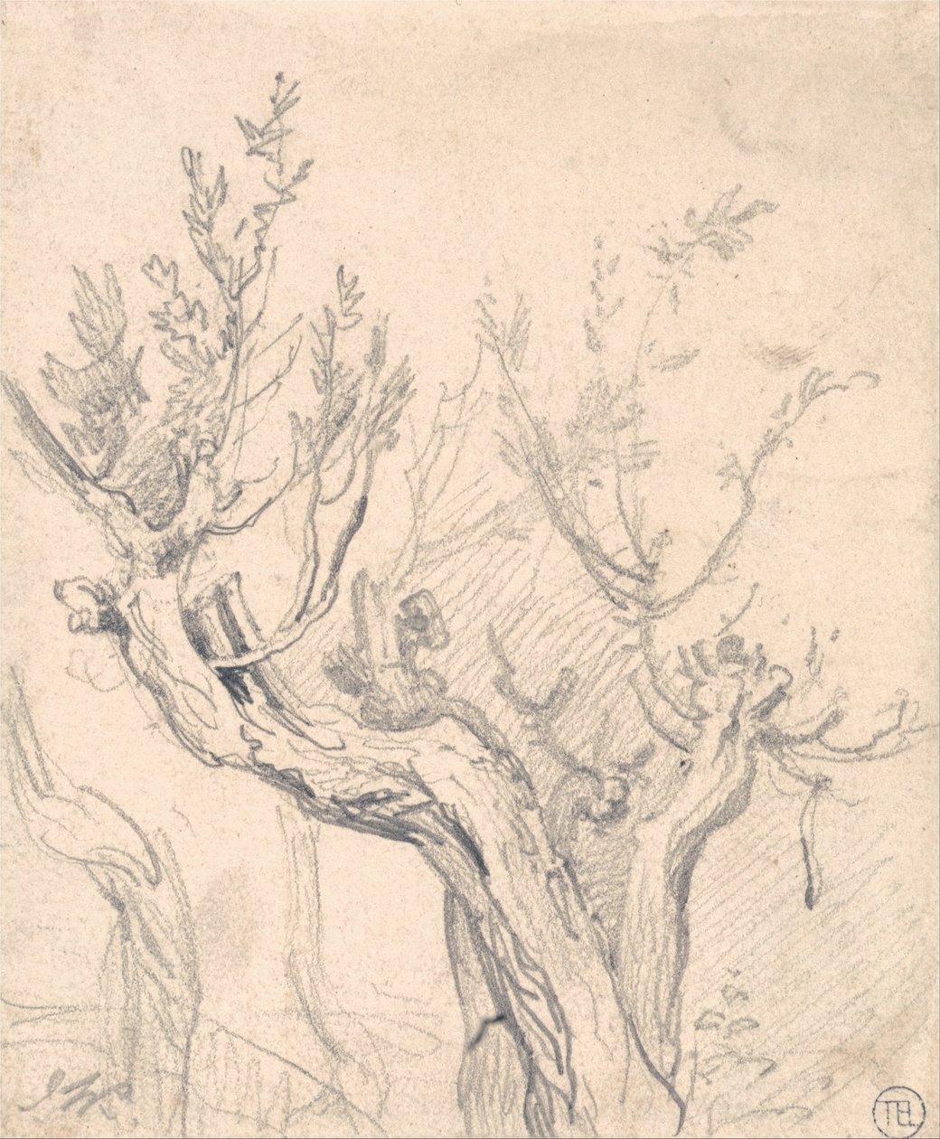 Et knotete tre av James Ward