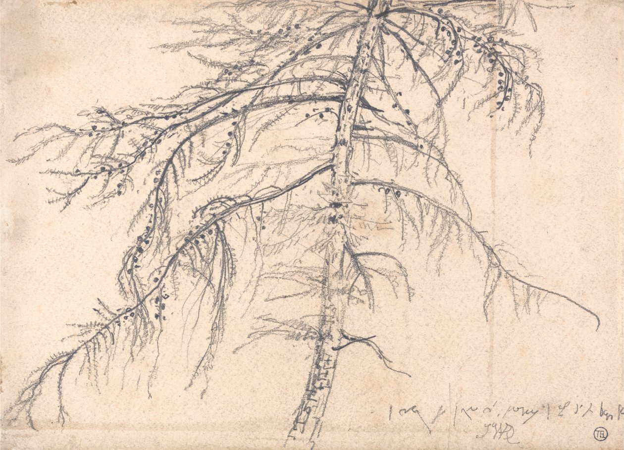 Lerketre av James Ward