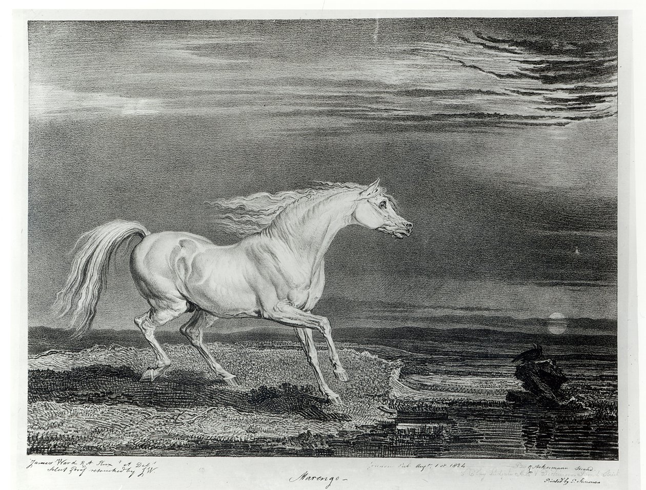 Marengo, gravert av kunstneren, pub. av R. Ackermann, 1824 av James Ward