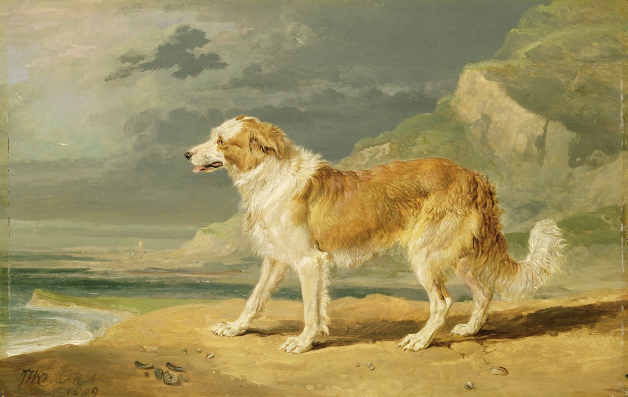 Grovbelagt Collie, 1809 av James Ward