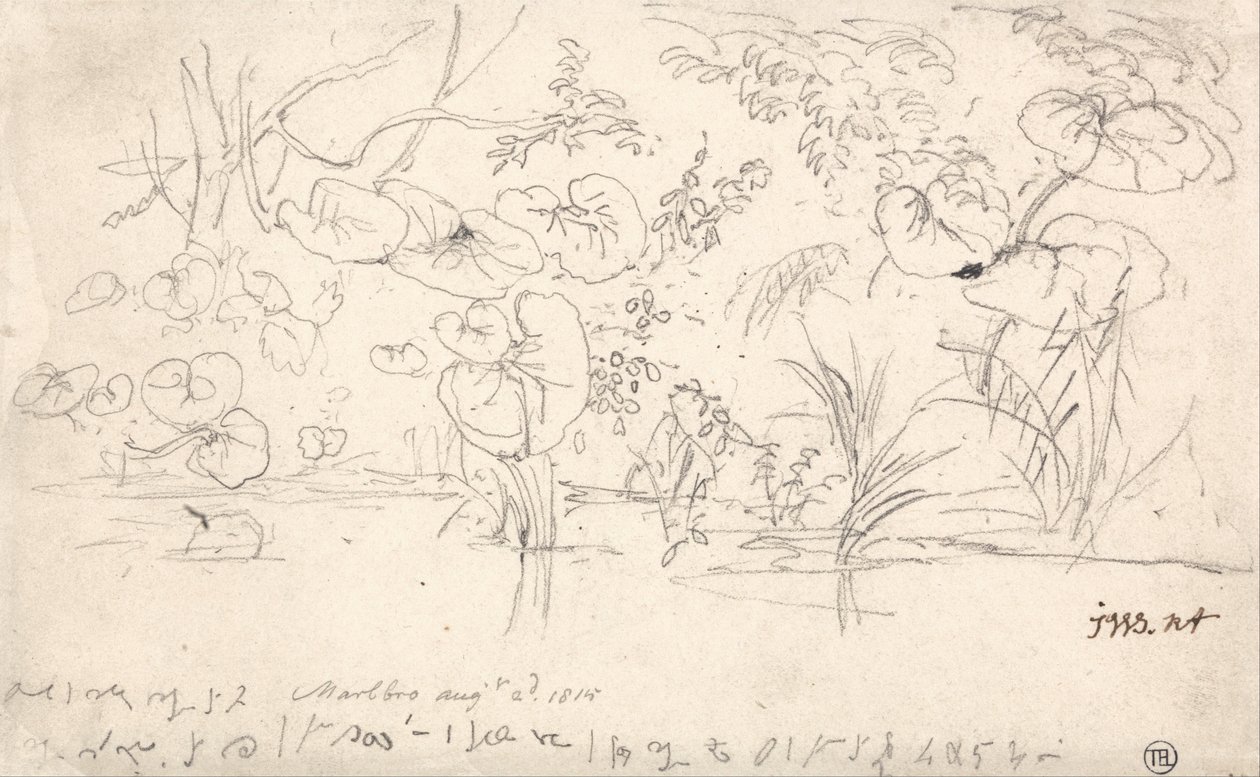 Studier av planter, 2. august 1815 av James Ward