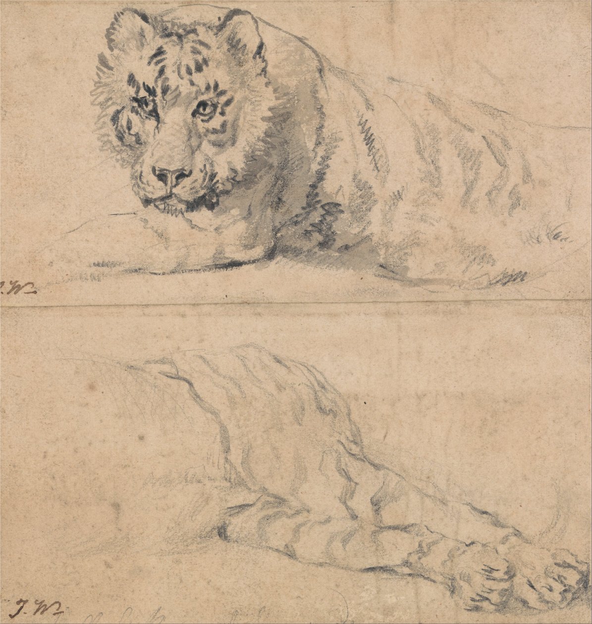 Studier av en tiger; ovenfor, hode og skuldre; nedenfor, bakparti av James Ward