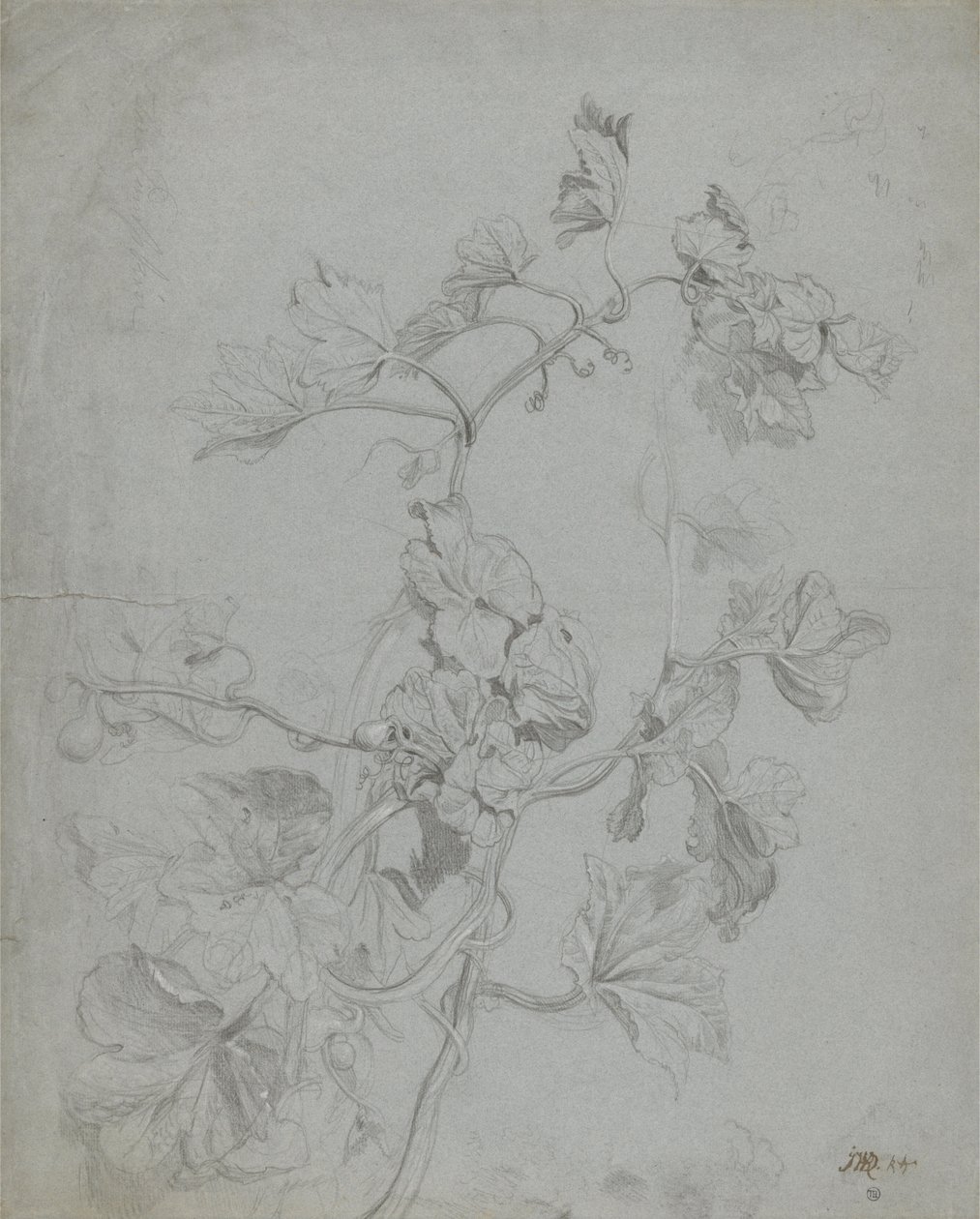 Studie av et klatreverk (gresskarfamilie) av James Ward