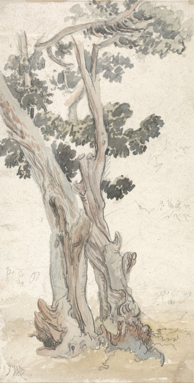 Studie av et tre av James Ward