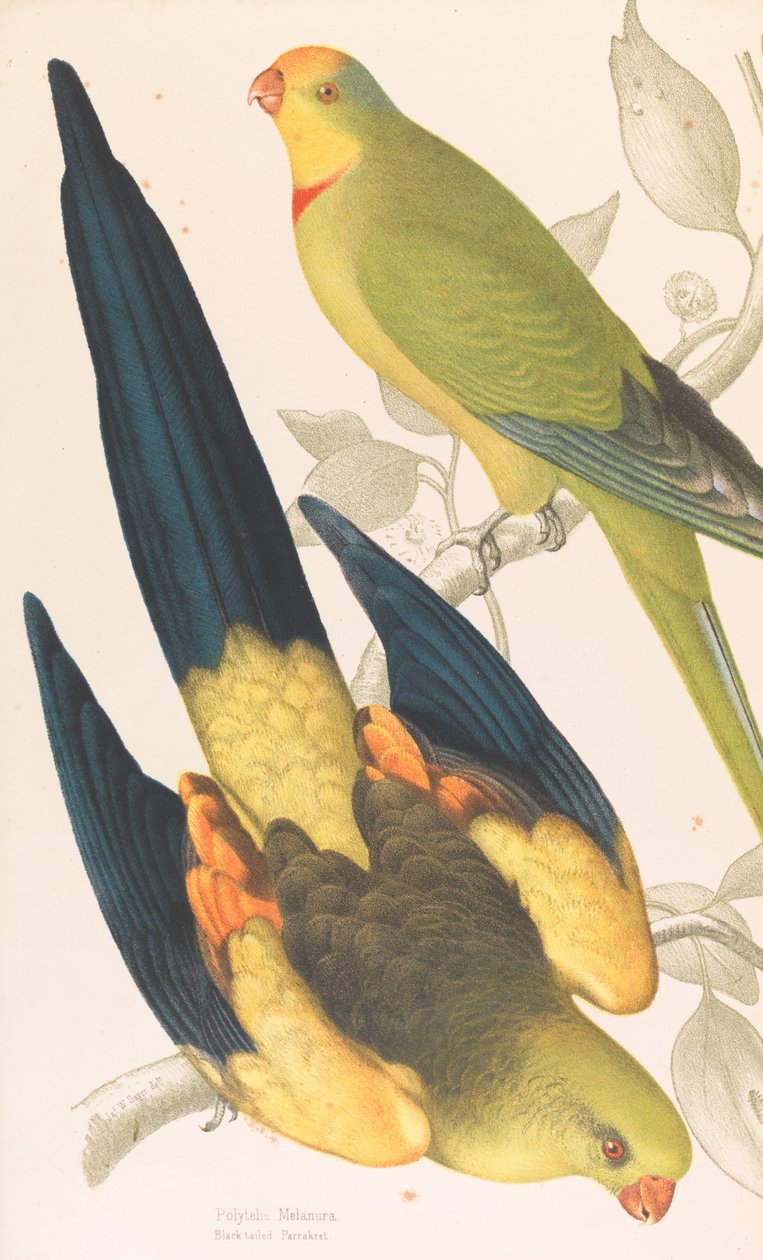 Black tailed Parrakeet, Polytelis melanura og Green Leek Parakeet, Polytelis barranandi av James Whitley Sayer