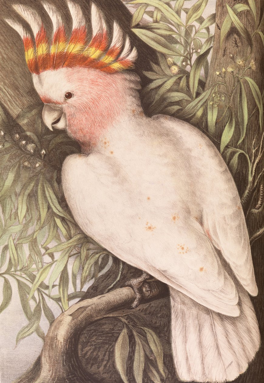 Leadbeaters Cockatoo, Plyctolophus leadbeateri av James Whitley Sayer