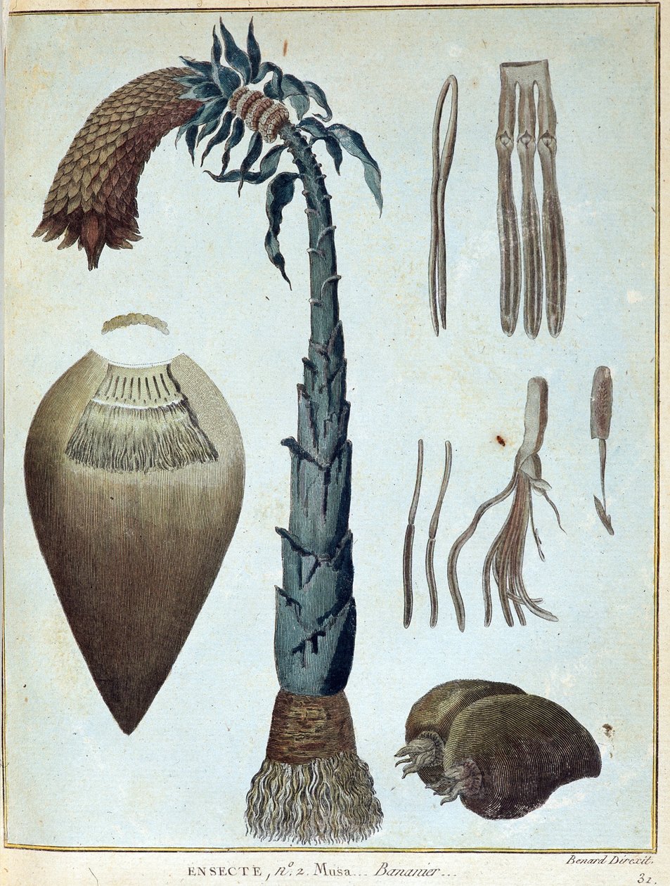 Banan - i "" Reise til Nubia og Abessinia foretatt for å oppdage kildene til Nilen i løpet av årene 1768 til 1772", av James Bruce, vol. 1, Paris av James Bruce
