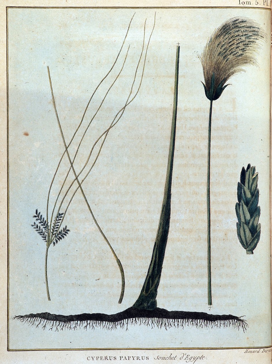 Cyperus papyrus, stamme av Egypt - i "" Reise til Nubia og Abessinia foretatt for å oppdage kildene til Nilen i løpet av årene 1768 til 1772", av James Bruce, vol. 1, Paris av James Bruce