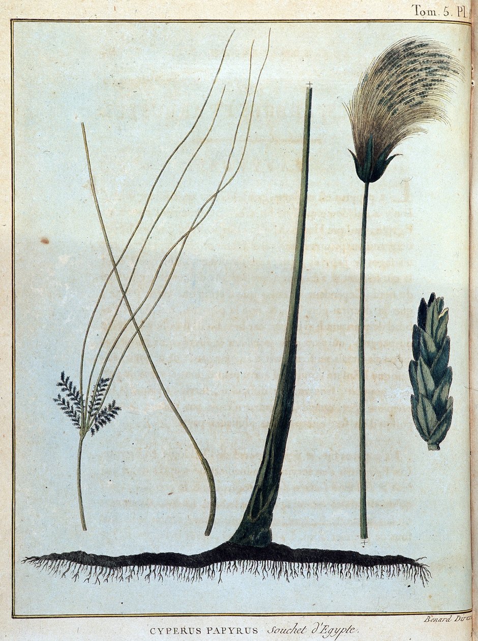 Cyperus papyrus, stamme av Egypt - i "" Reise til Nubia og Abessinia foretatt for å oppdage kildene til Nilen i løpet av årene 1768 til 1772", av James Bruce, vol. 1, Paris av James Bruce