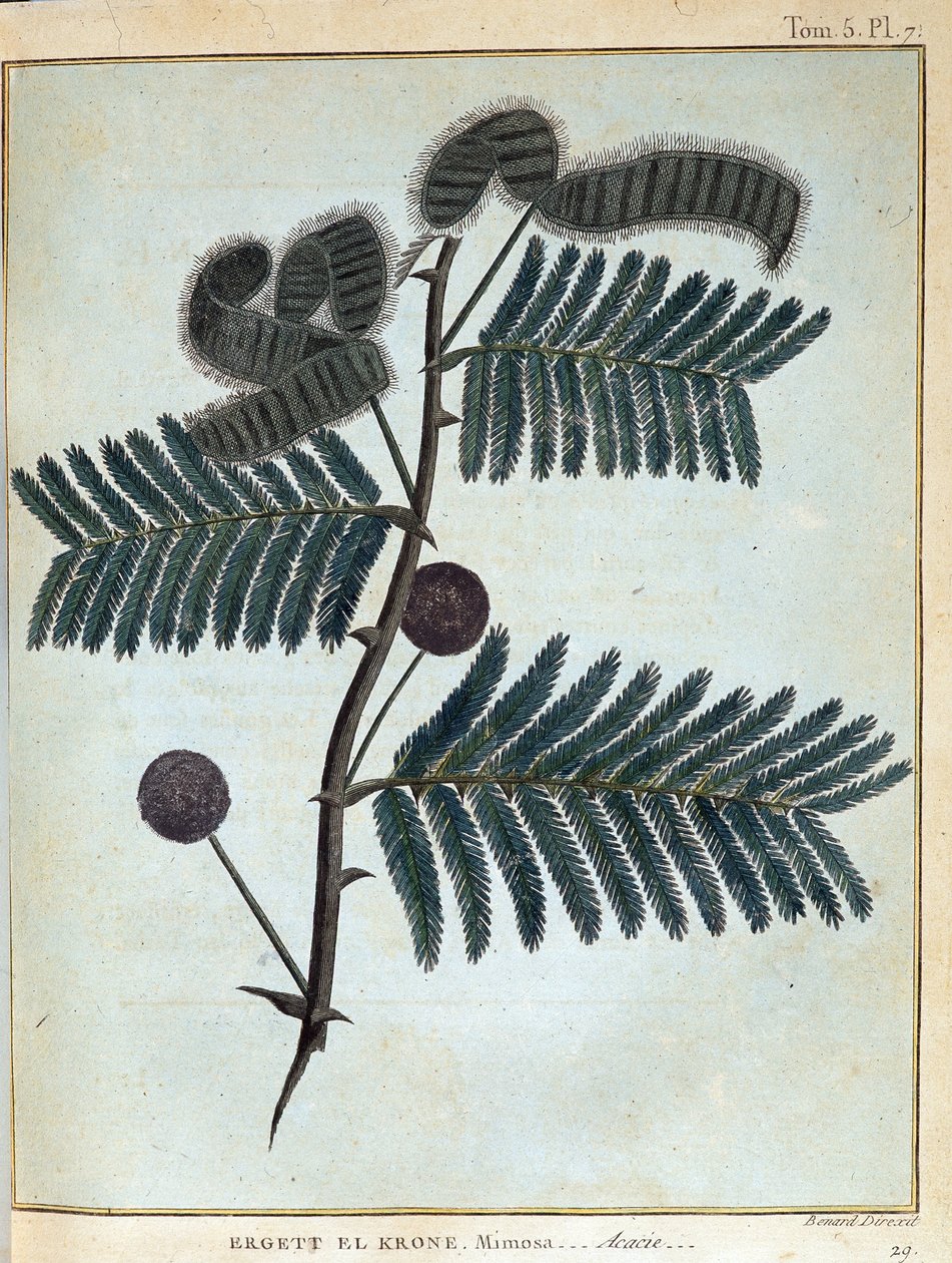 Ergett el Krone, mimosa - akasie - i "" Reise i Nubia og Abessinia foretatt for å oppdage kildene til Nilen i årene 1768 til 1772", av James Bruce, vol. 1, Paris av James Bruce