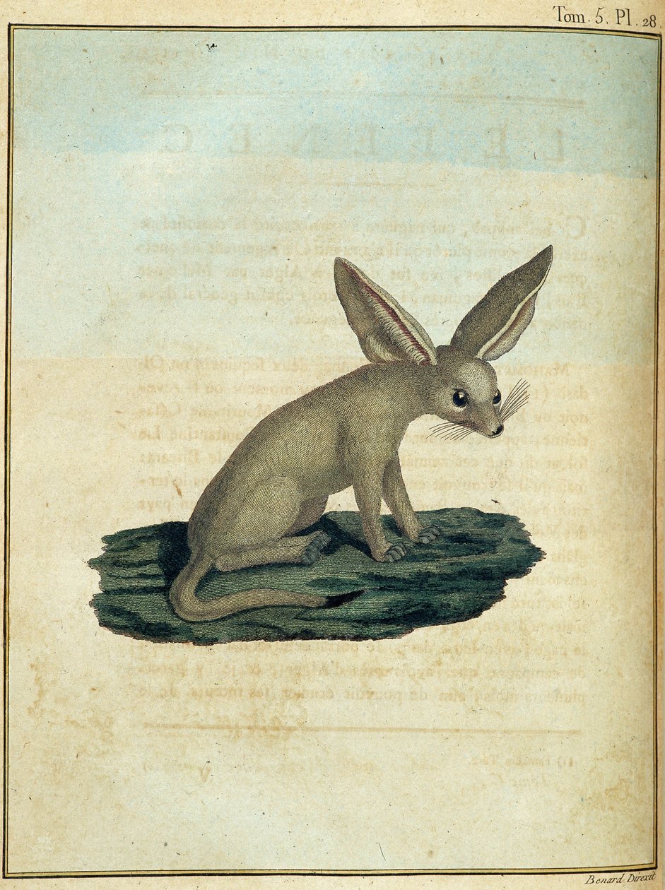 Fennec - i "" Reise til Nubia og Abessinia foretatt for å oppdage kildene til Nilen i løpet av årene 1768 til 1772", av James Bruce, vol. 1, Paris av James Bruce