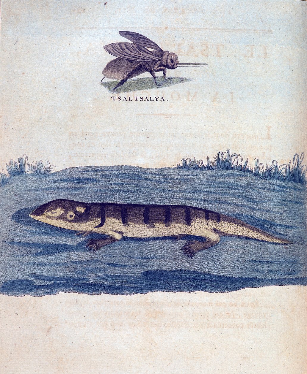 Fly og lezard - i "" Reise i Nubia og Abessinia foretatt for å oppdage kildene til Nilen i årene 1768 til 1772", av James Bruce, Paris av James Bruce