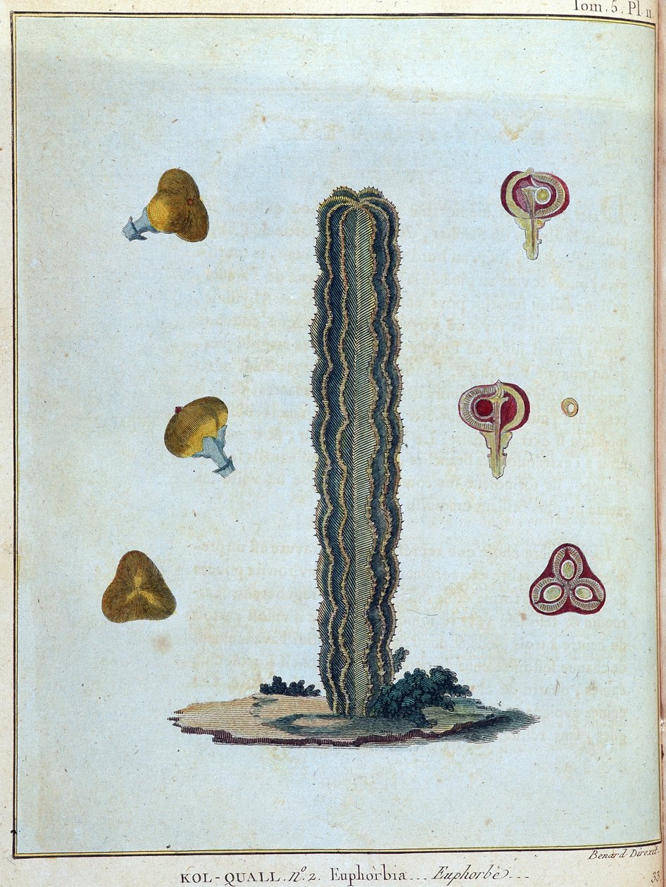 Kol-quall (Kol quall), euphorbia (kaktus) - i "" Reise til Nubia og Abessinia foretatt for å oppdage kildene til Nilen i årene 1768 til 1772"", av James Bruce, vol. 1, Paris av James Bruce