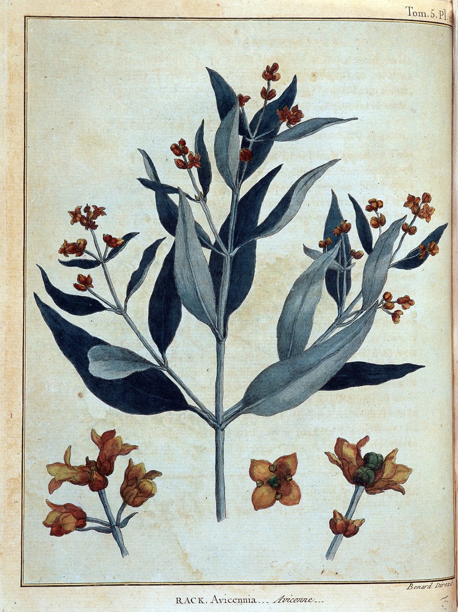 Rack, avicenne - i "" Reise i Nubia og Abyssinia foretatt for å oppdage kildene til Nilen i løpet av årene 1768 til 1772", av James Bruce, vol. 1, Paris av James Bruce