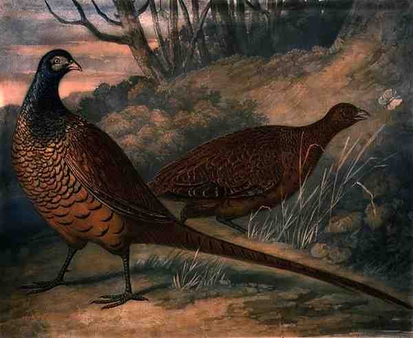 Fasaner, plate 2 av British Feather Game, gravert av Charles Turner (1773-1857), pub. av R. Ackermann, ca. 1810 (mezzotintgravering) av James (after) Barenger