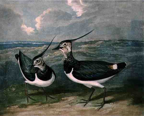 Plovers, plate 9 av British Feather Game, gravert av Charles Turner (1773-1857), pub. av R. Ackermann, ca. 1810 (mezzotintgravering) av James (after) Barenger