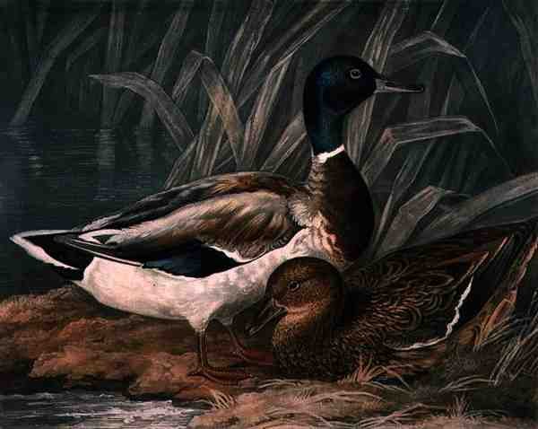 Wild Ducks, plate 5 av British Feather Game, gravert av Charles Turner (1773-1857), pub. av R. Ackermann, ca. 1810 (mezzotintgravering) av James (after) Barenger