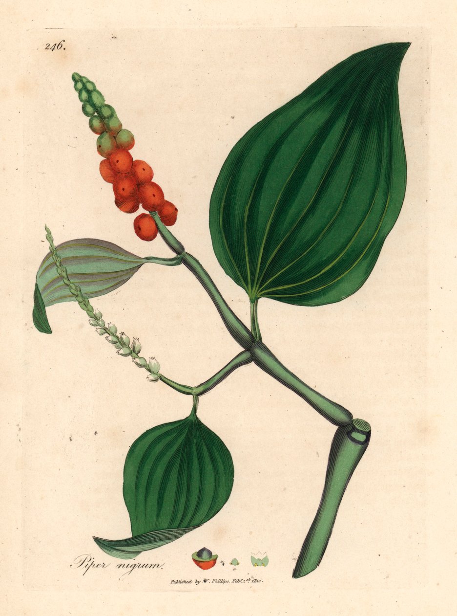 Svart pepper, Piper nigrum, fra en botanisk illustrasjon av James Sowerby fra William Woodville og Sir William Jackson Hookers "Medical Botany" 1832 (håndfarget kobberstikk) av James (after) Sowerby
