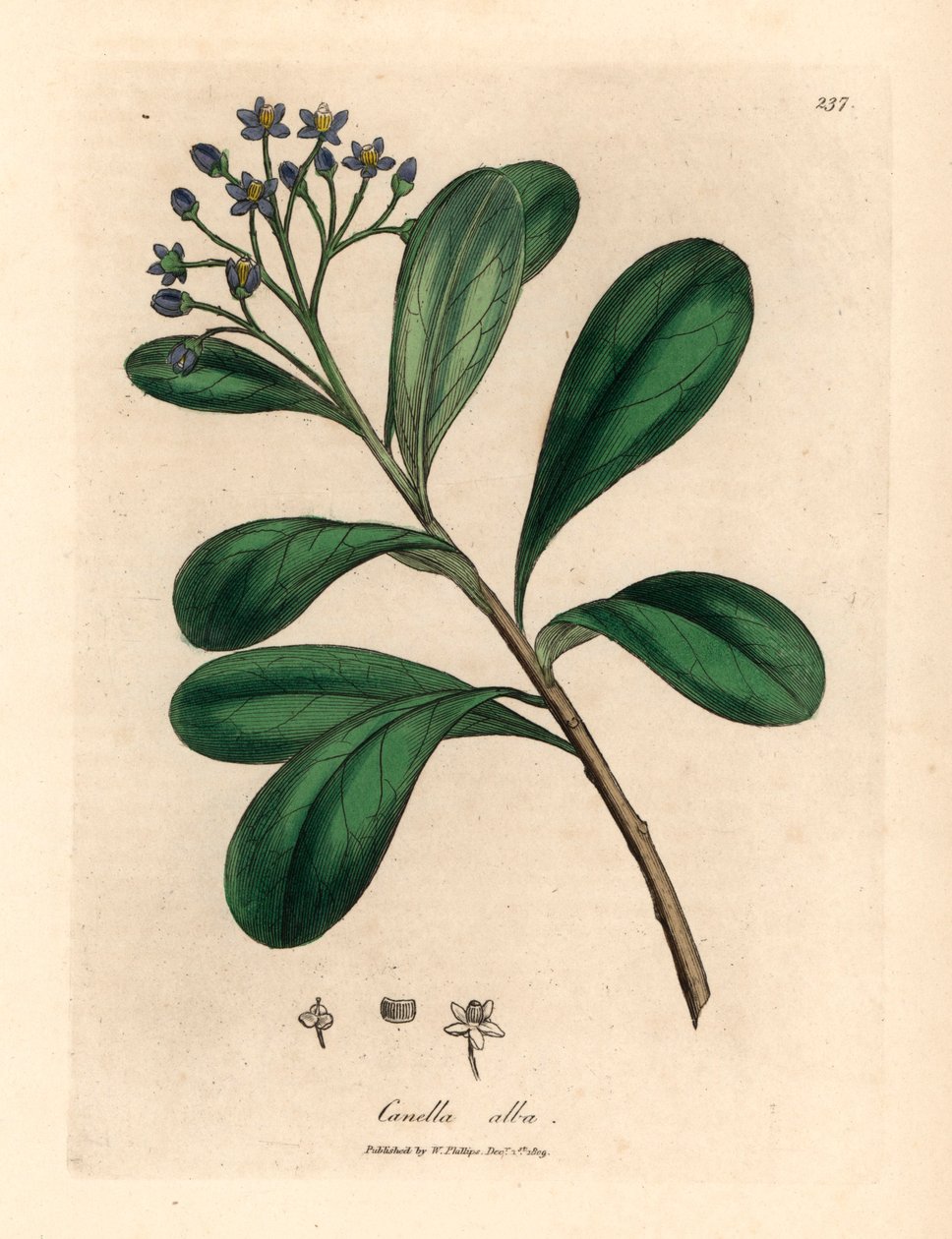 Blåblomstret, laurbærblad canella, Canella alba, Canella winterana, fra en botanisk illustrasjon av James Sowerby fra William Woodville og Sir William Jackson Hookers "Medical Botany" 1832 (håndfarget kobberstikk) av James (after) Sowerby