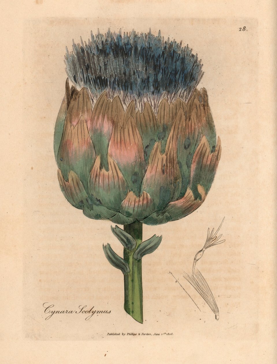Blå og lilla blomstret artisjokk, Cynara scolymus, fra en botanisk illustrasjon av James Sowerby fra William Woodville og Sir William Jackson Hookers "Medical Botany" 1832 (håndfarget kobberstikk) av James (after) Sowerby