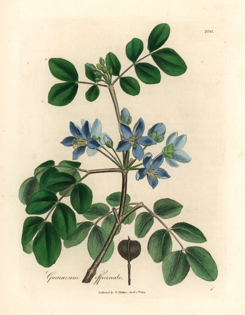 Blåblomstret Guaiacum officinale, fra en botanisk illustrasjon av James Sowerby fra William Woodville og Sir William Jackson Hookers "Medical Botany" 1832 (håndfarget kobberstikk) av James (after) Sowerby