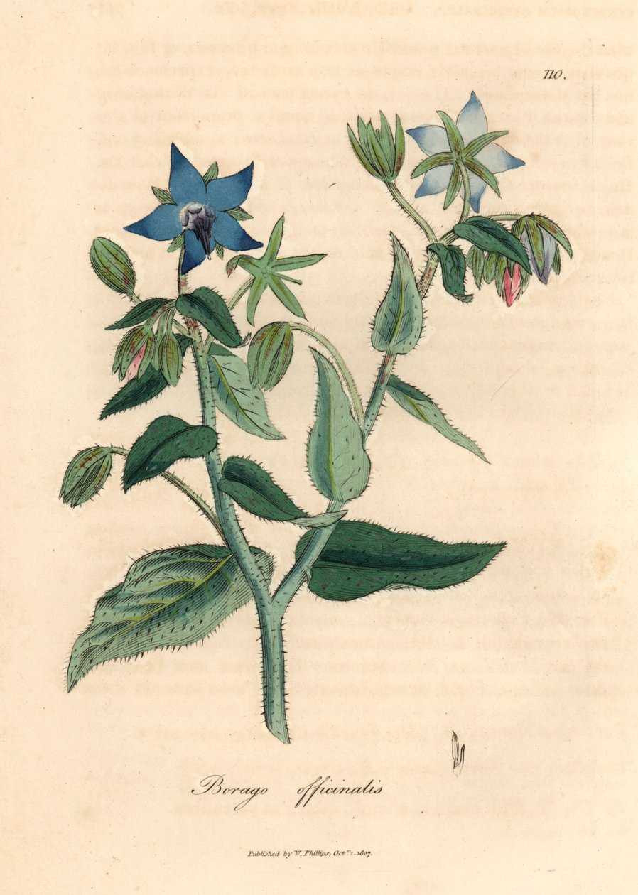 Blåblomstret borage, Borago officinalis, fra en botanisk illustrasjon av James Sowerby fra William Woodville og Sir William Jackson Hookers "Medical Botany" 1832 (håndfarget kobberstikk) av James (after) Sowerby