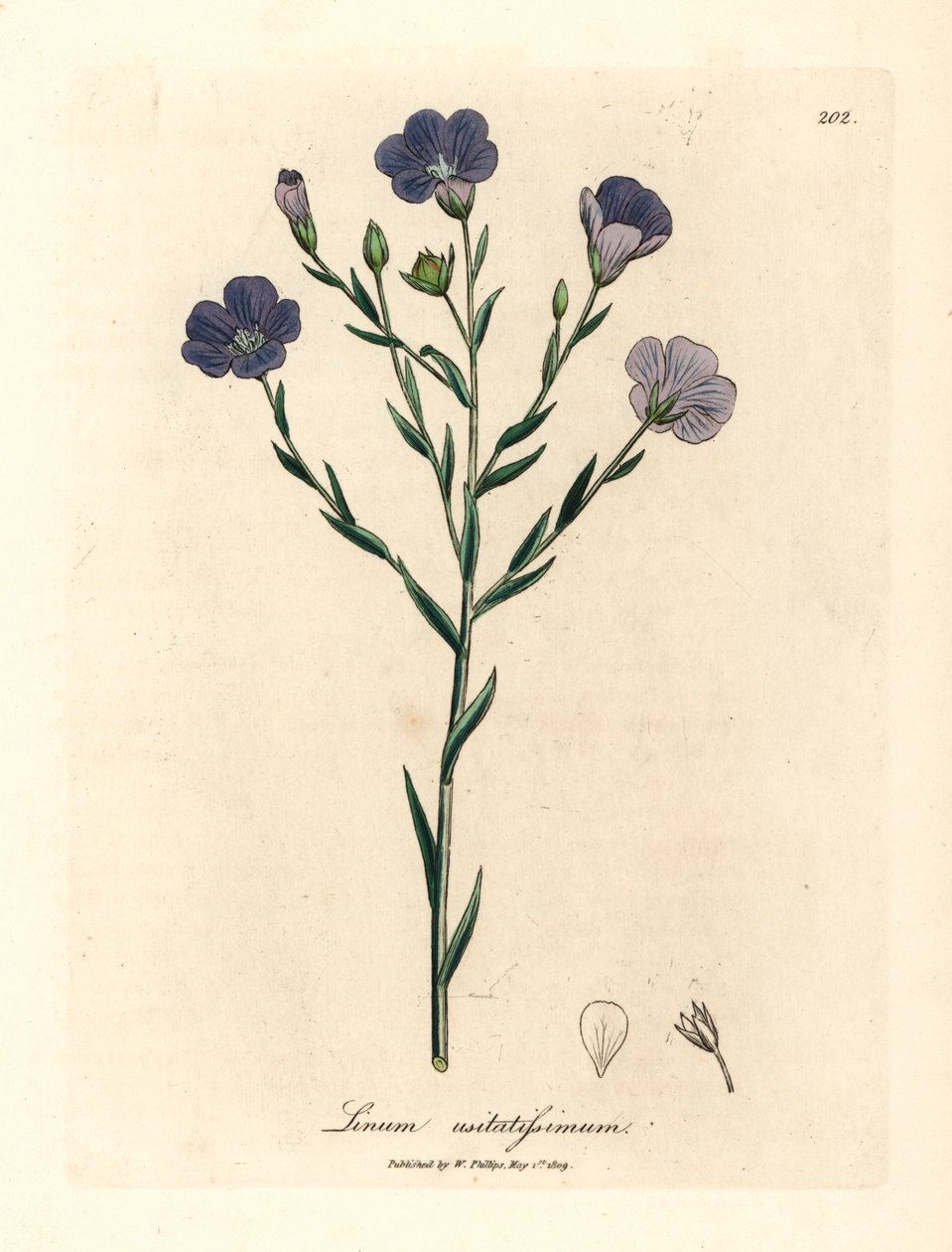 Blåblomstret lin, Linum usitatissimum, fra en botanisk illustrasjon av James Sowerby fra William Woodville og Sir William Jackson Hookers "Medical Botany" 1832 (håndfarget kobberstikk) av James (after) Sowerby