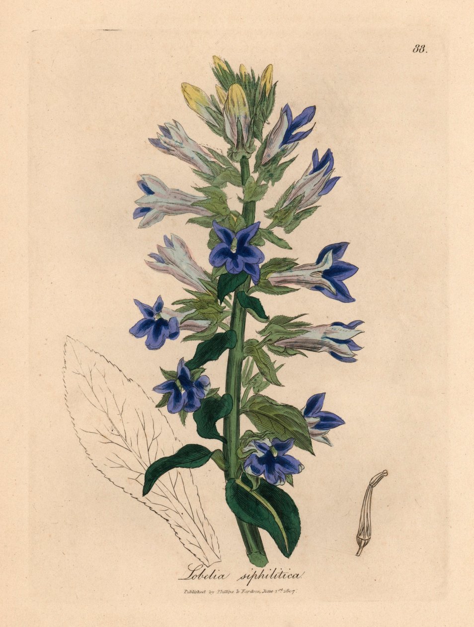 Blåblomstret lobelia eller kardinalblomst, Lobelia siphilitica, fra en botanisk illustrasjon av James Sowerby fra William Woodville og Sir William Jackson Hookers "Medical Botany" 1832 (håndfarget kobberstikk) av James (after) Sowerby