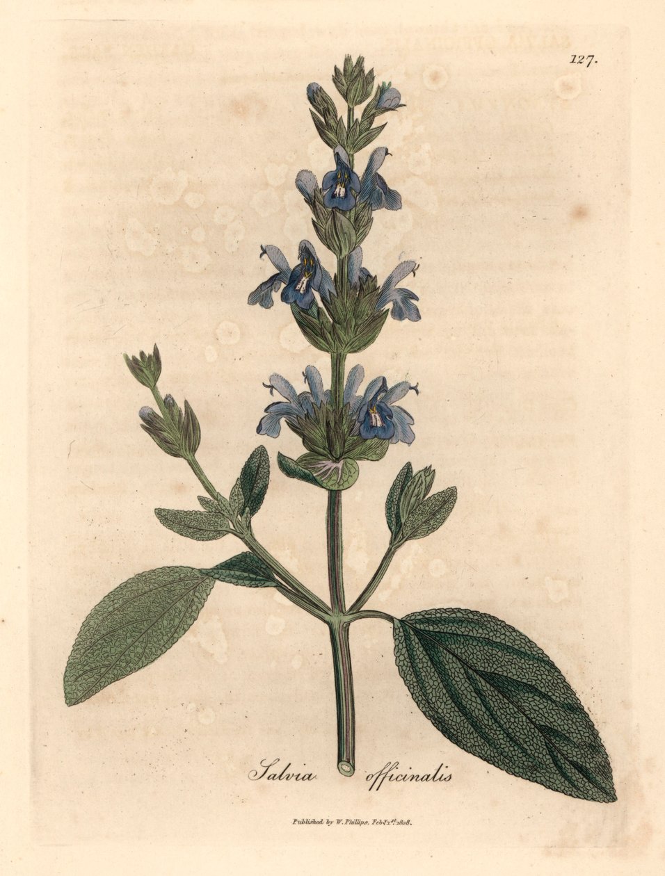 Blåblomstret salvie, Salvia officinalis, fra en botanisk illustrasjon av James Sowerby fra William Woodville og Sir William Jackson Hookers "Medical Botany" 1832 (håndfarget kobberstikk) av James (after) Sowerby