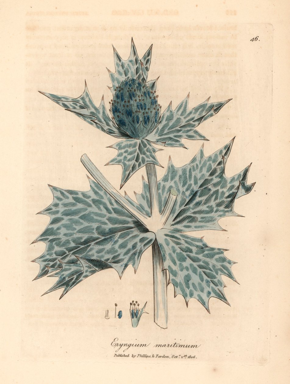 Blåblomstret kristtorn eller eryngo, Eryngium maritinum, fra en botanisk illustrasjon av James Sowerby fra William Woodville og Sir William Jackson Hookers "Medical Botany" 1832 (håndfarget kobberstikk) av James (after) Sowerby