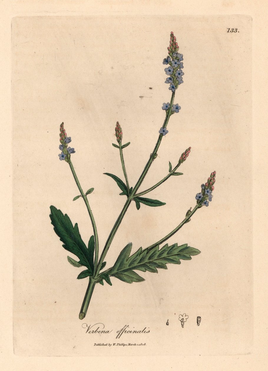 Blåblomstret vervain, Verbena officinalis, fra en botanisk illustrasjon av James Sowerby fra William Woodville og Sir William Jackson Hookers "Medical Botany" 1832 (håndfarget kobberstikk) av James (after) Sowerby
