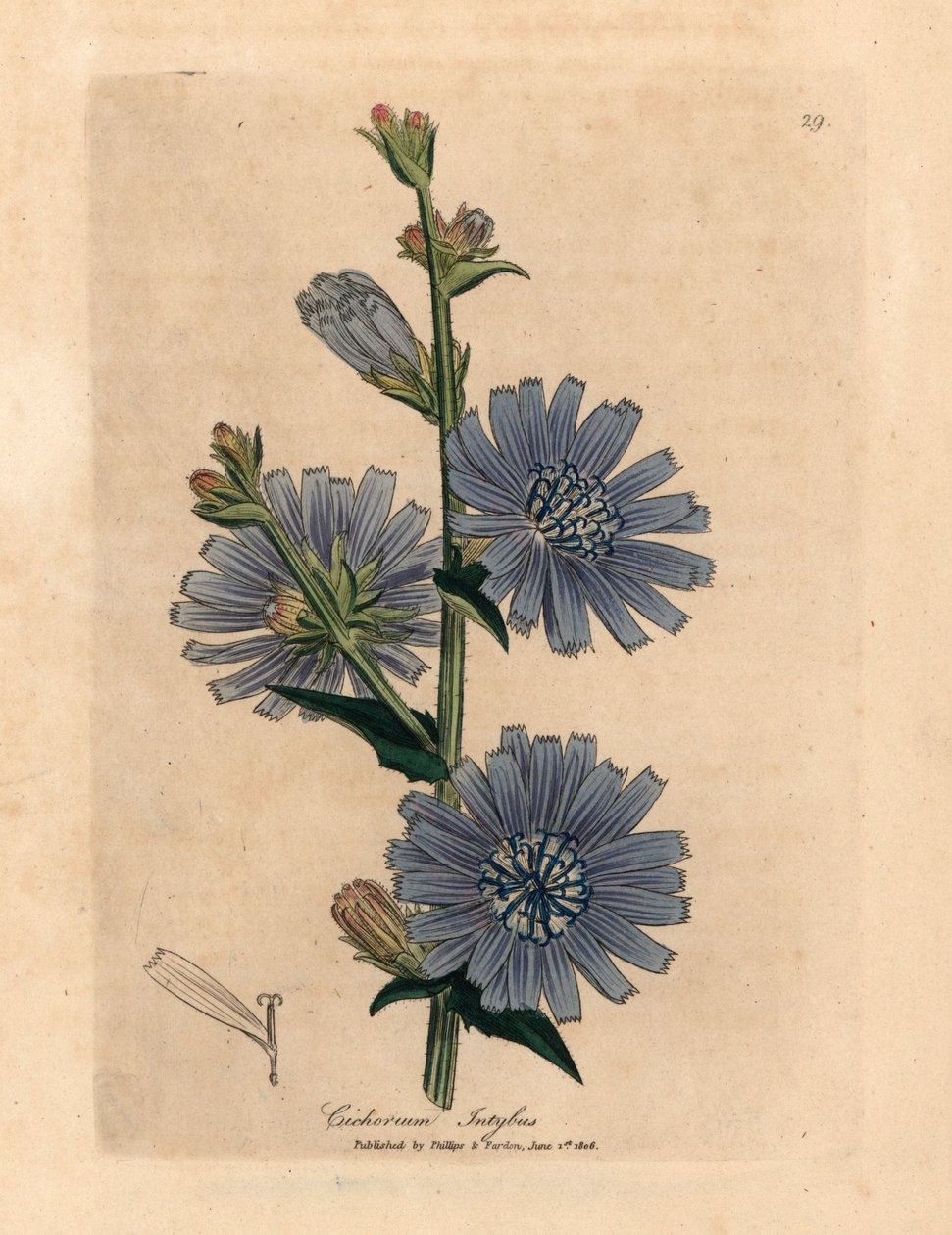 Blåblomstret vill succory eller sikori, Cichorium intybus, fra en botanisk illustrasjon av James Sowerby fra William Woodville og Sir William Jackson Hookers "Medical Botany" 1832 (håndfarget kobberstikk) av James (after) Sowerby