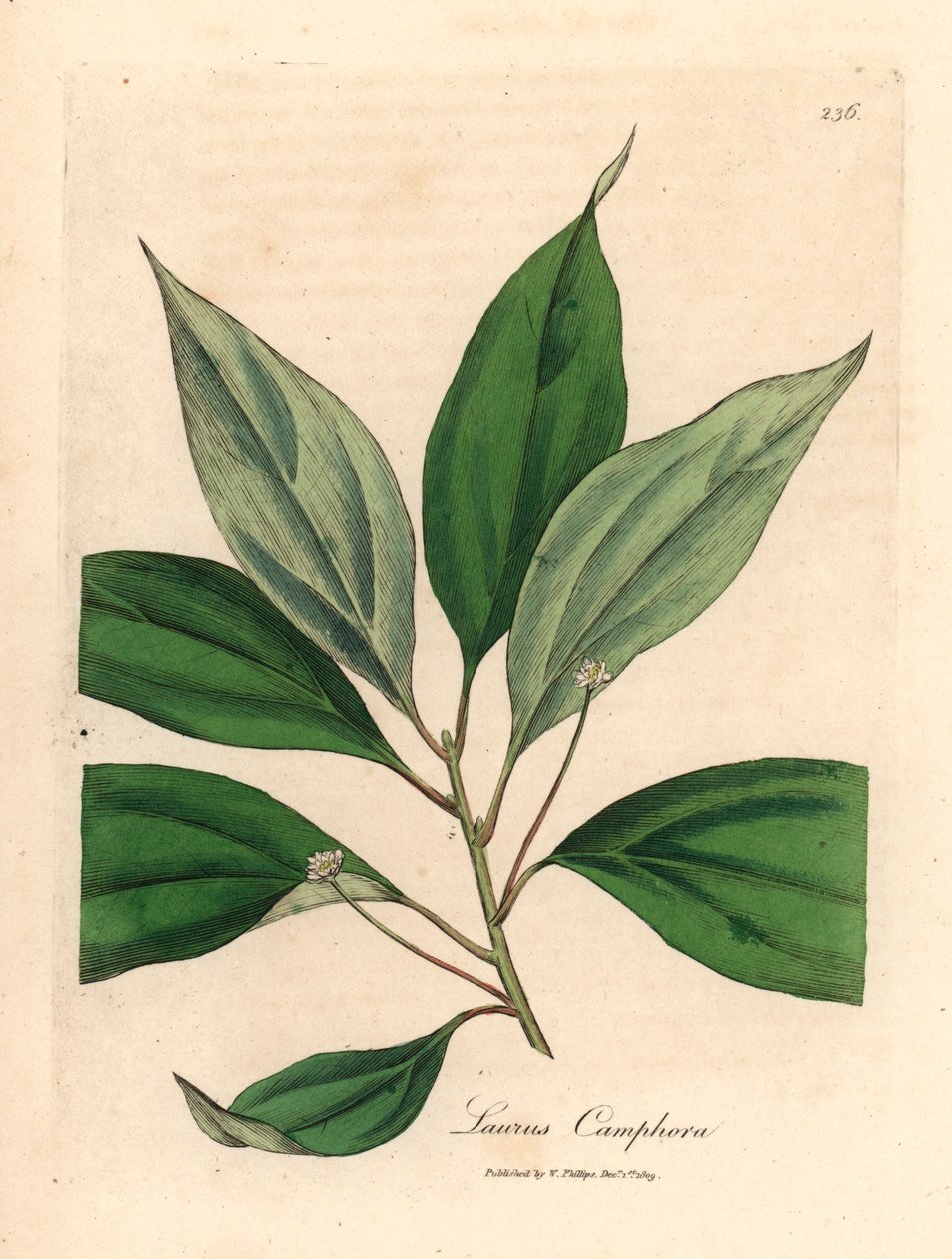 Kamfertre, Laurus camphora, fra en botanisk illustrasjon av James Sowerby fra William Woodville og Sir William Jackson Hookers "Medical Botany" 1832 (håndfarget kobberstikk) av James (after) Sowerby