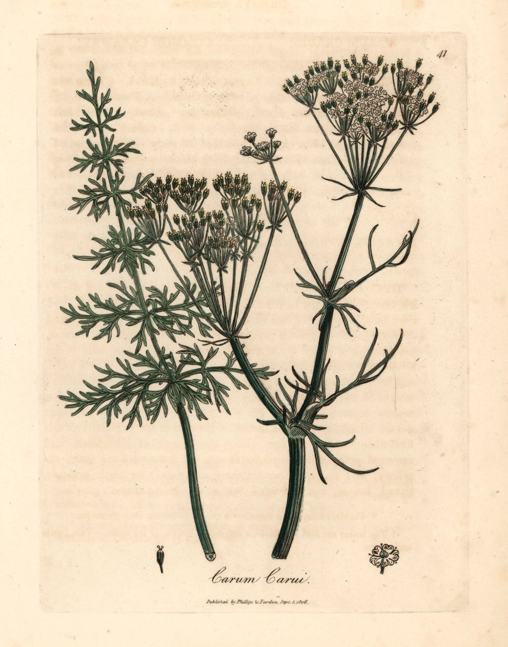 Vanlig karve, Carum carui, fra en botanisk illustrasjon av James Sowerby fra William Woodville og Sir William Jackson Hookers "Medical Botany" 1832 (håndfarget kobberstikk) av James (after) Sowerby