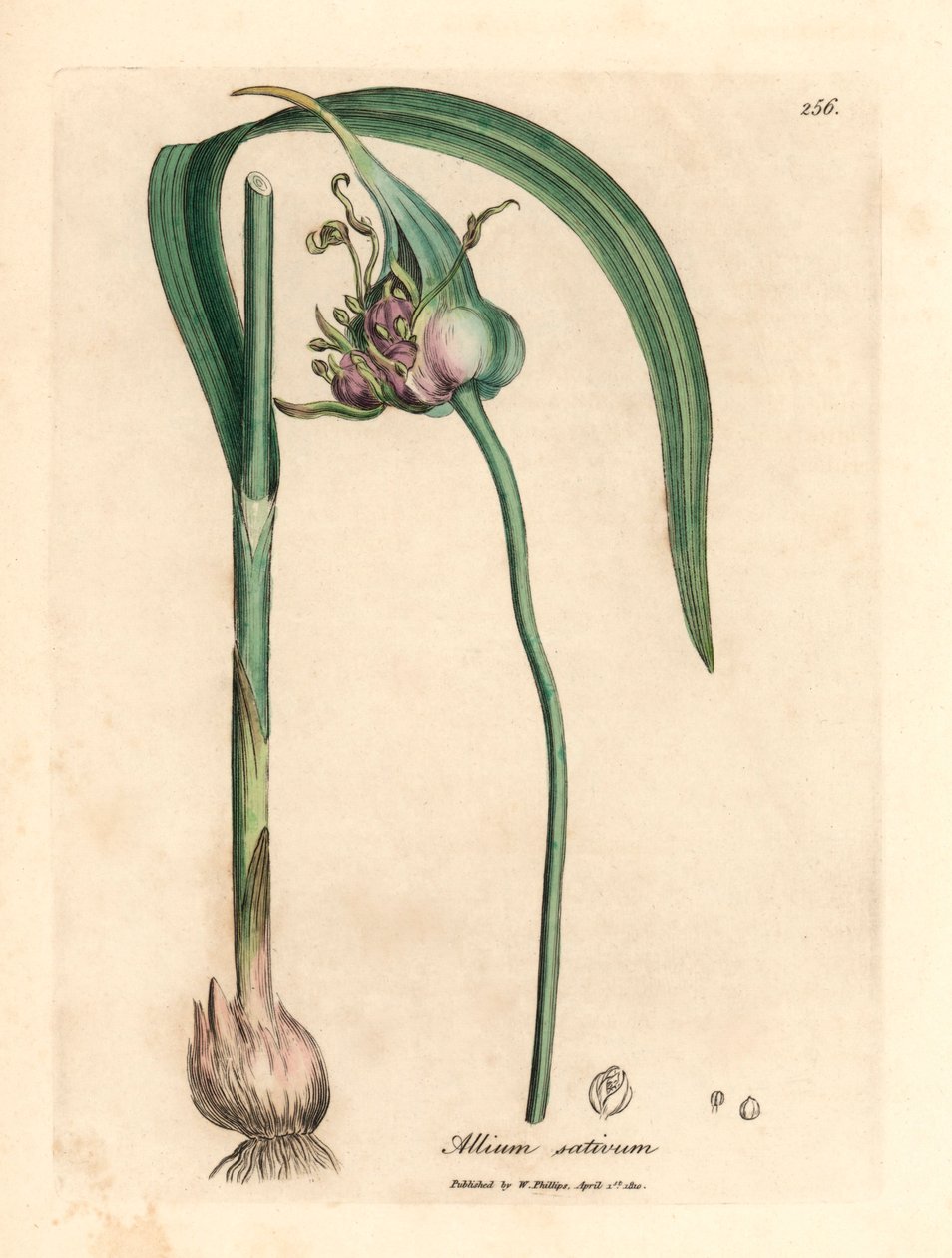 Vanlig dyrket hvitløk, Allium sativum, fra en botanisk illustrasjon av James Sowerby fra William Woodville og Sir William Jackson Hookers "Medical Botany" 1832 (håndfarget kobberstikk) av James (after) Sowerby