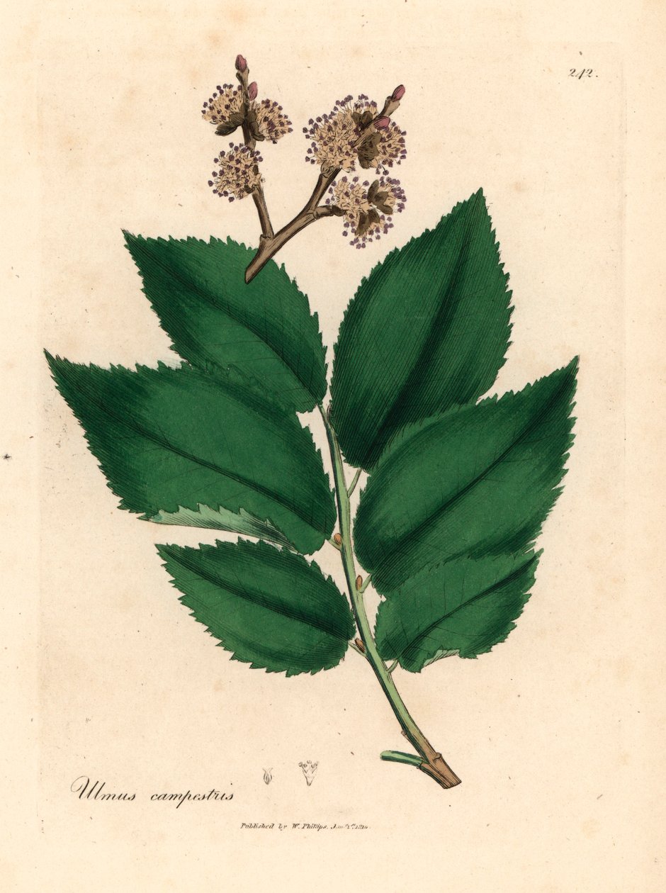 Vanlig almetre, Ulmus campestris, fra en botanisk illustrasjon av James Sowerby fra William Woodville og Sir William Jackson Hookers "Medical Botany" 1832 (håndfarget kobberstikk) av James (after) Sowerby