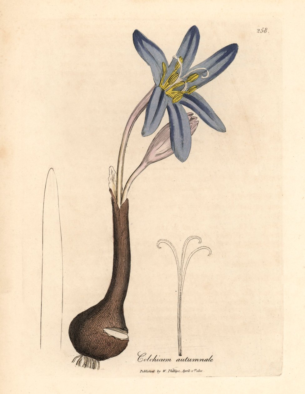 Vanlig engsafran, Colchicum autumnale, fra en botanisk illustrasjon av James Sowerby fra William Woodville og Sir William Jackson Hookers "Medical Botany" 1832 (håndfarget kobberstikk) av James (after) Sowerby