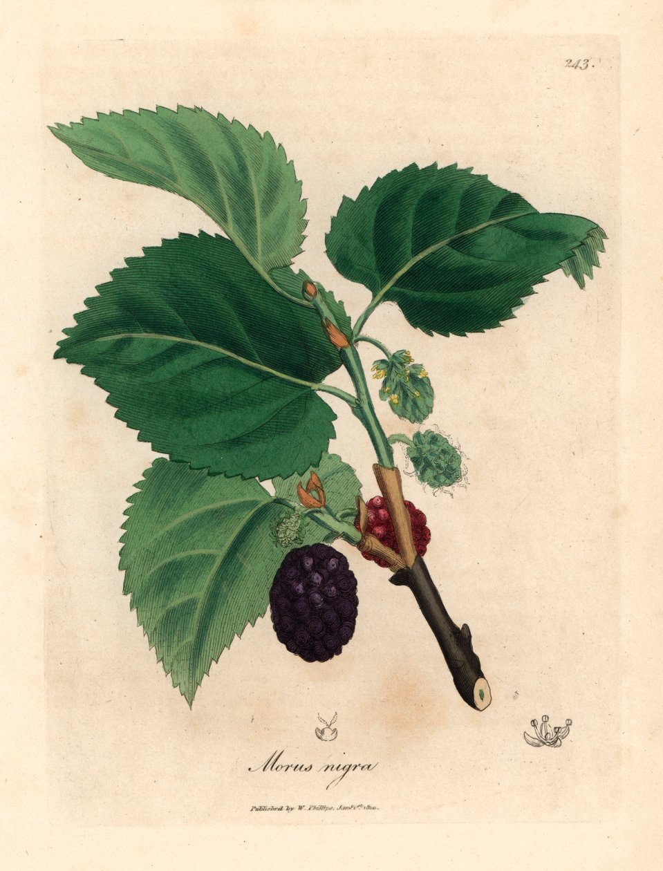 Vanlig morbærtre, Morus nigra, fra en botanisk illustrasjon av James Sowerby fra William Woodville og Sir William Jackson Hookers "Medical Botany" 1832 (håndfarget kobberstikk) av James (after) Sowerby