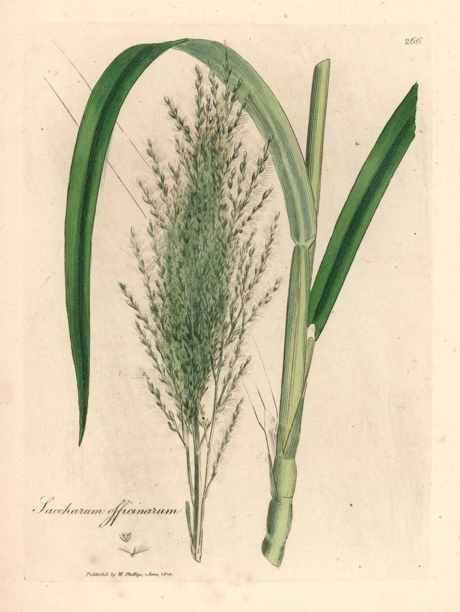Vanlig sukkerrør, Saccharum officinarum, fra en botanisk illustrasjon av James Sowerby fra William Woodville og Sir William Jackson Hookers "Medical Botany" 1832 (håndfarget kobberstikk) av James (after) Sowerby
