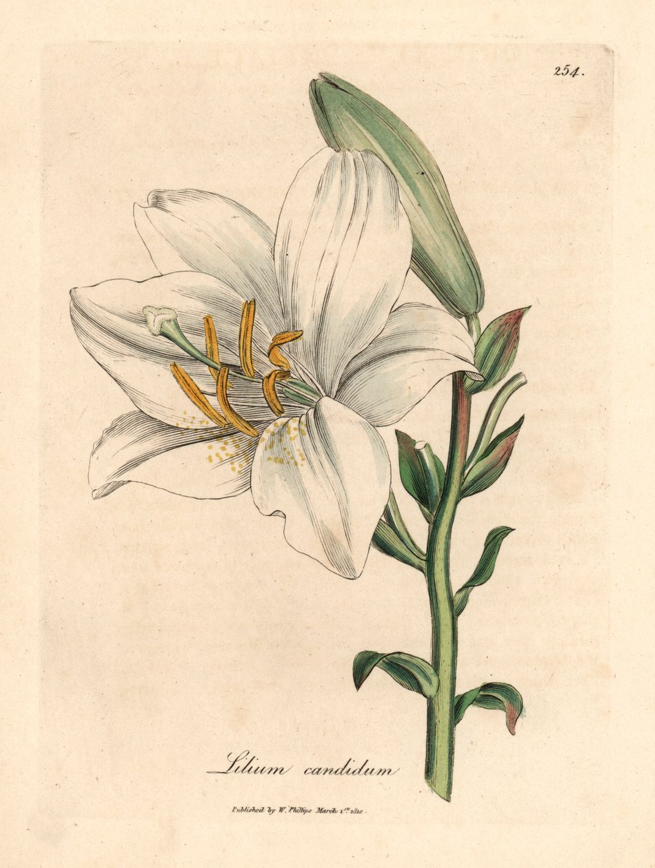 Vanlig hvit lilje, Lilium candidum, fra en botanisk illustrasjon av James Sowerby fra William Woodville og Sir William Jackson Hookers "Medical Botany" 1832 (håndfarget kobberstikk) av James (after) Sowerby