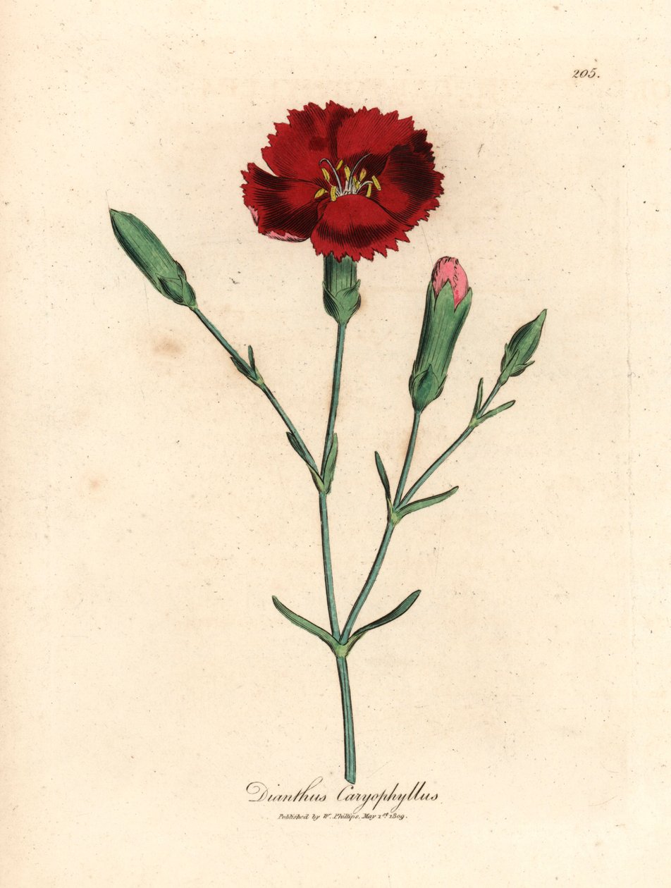 Crimson nellike, nellikrosa, Dianthus caryophyllus, fra en botanisk illustrasjon av James Sowerby fra William Woodville og Sir William Jackson Hookers "Medical Botany" 1832 (håndfarget kobberstikk) av James (after) Sowerby