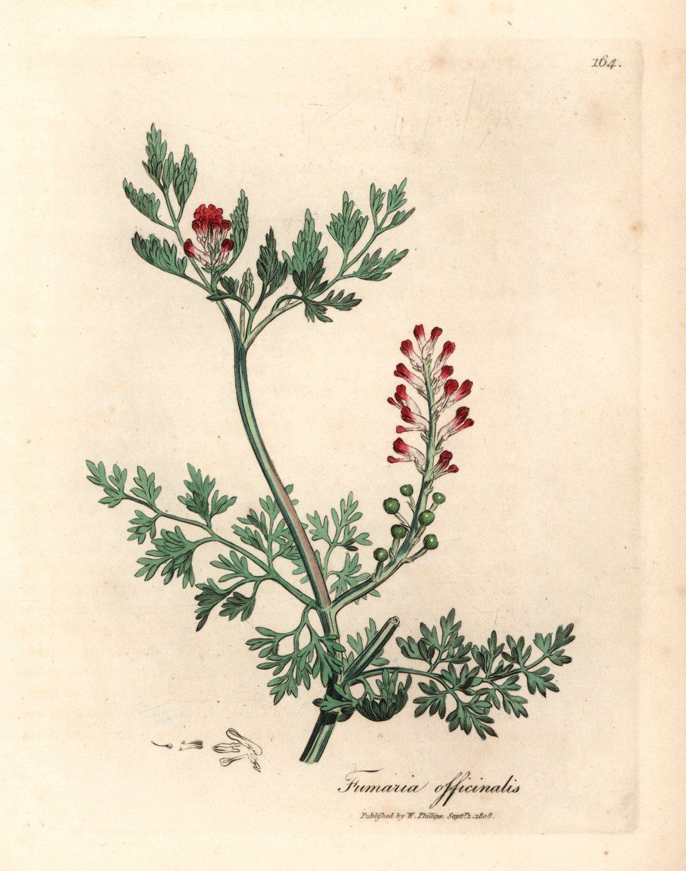 Crimson blomstret fumitory, Fumaria officinalis, fra en botanisk illustrasjon av James Sowerby fra William Woodville og Sir William Jackson Hookers "Medical Botany" 1832 (håndfarget kobberstikk) av James (after) Sowerby
