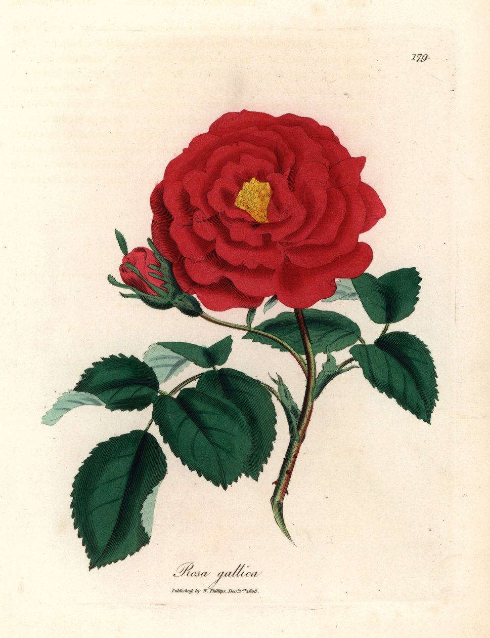 Crimson officinal rose, Rosa gallica, fra en botanisk illustrasjon av James Sowerby fra William Woodville og Sir William Jackson Hookers "Medical Botany" 1832 (håndfarget kobberstikk) av James (after) Sowerby